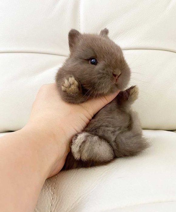 KIT Coelhos anões mini holandês e mini teddy lindíssimos