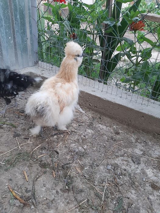 Яйце китайскі шовкові пухові кури