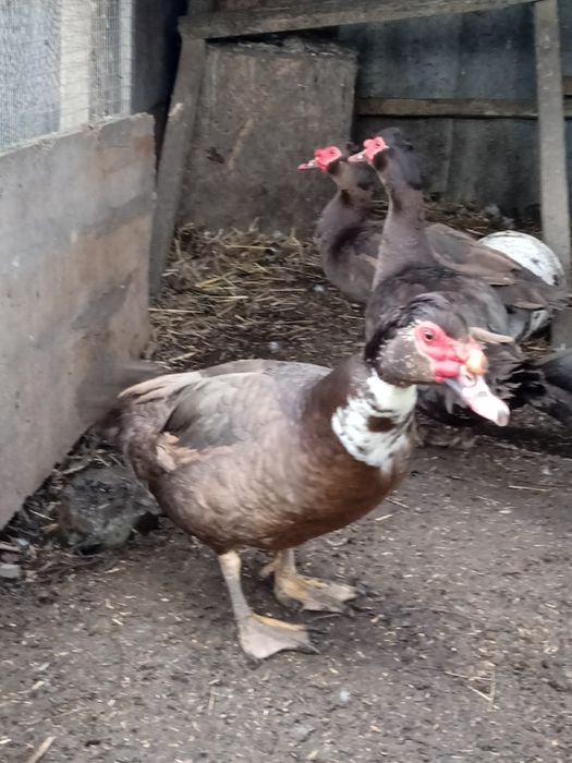 Качки та качурі (шипуни,мускусні)індики,індички.Інкубаційні яйця.