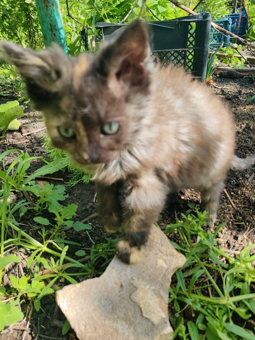 Отдам котят в добрые руки