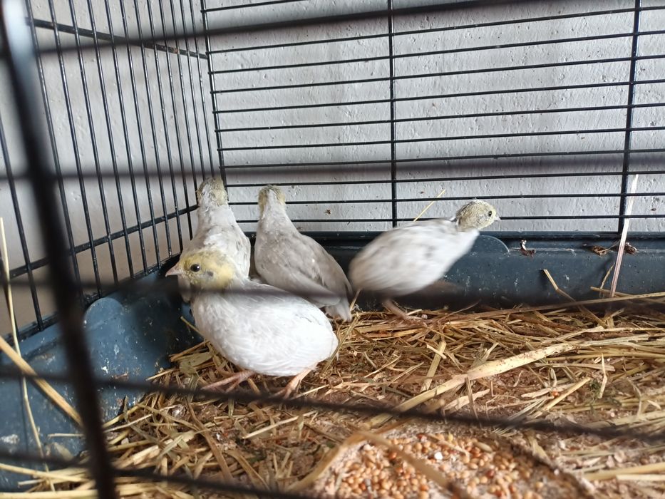 Przepiórki chińskie