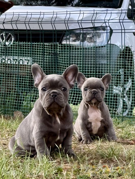 Buldog francuski Blue. Piekne zdrowe szczenięta