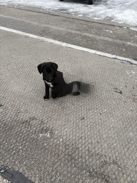 ВІДДАЮ собачку в добрі руки!!!