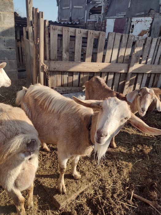 Продам дійну козу.