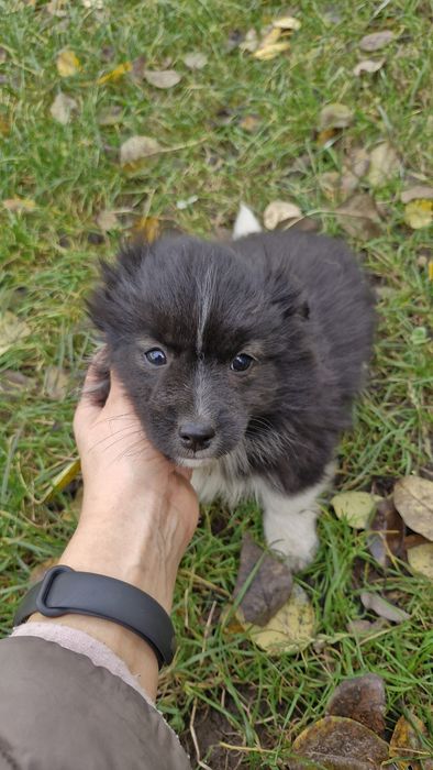 Віддам цуциків у добрі руки