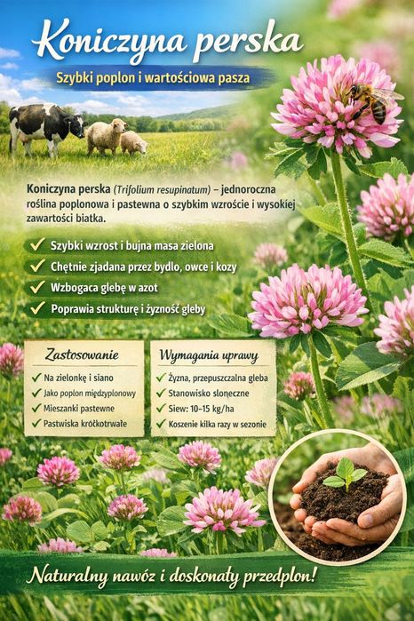 Koniczyna perska - roślina motylkowa o wysokiej zawartości białka