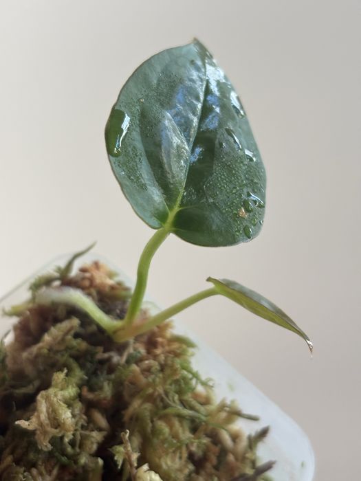 Anthurium Goliath - klon