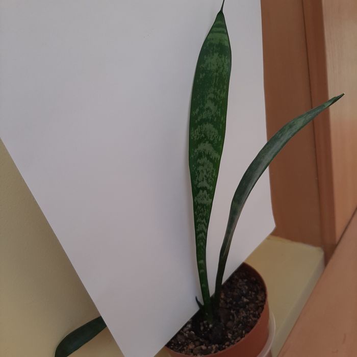 S. Zeylanica, Zeylanica