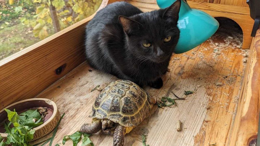 Кошеня в добрі руки