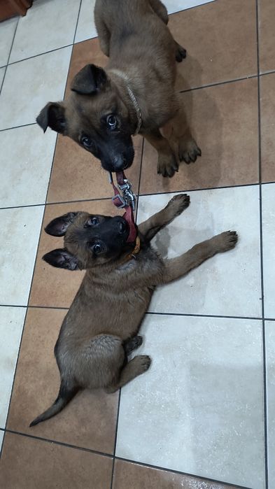 Szczeniaki owczarka belgijskiego