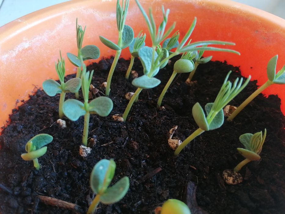 Łubin słodki biały "Rumba"