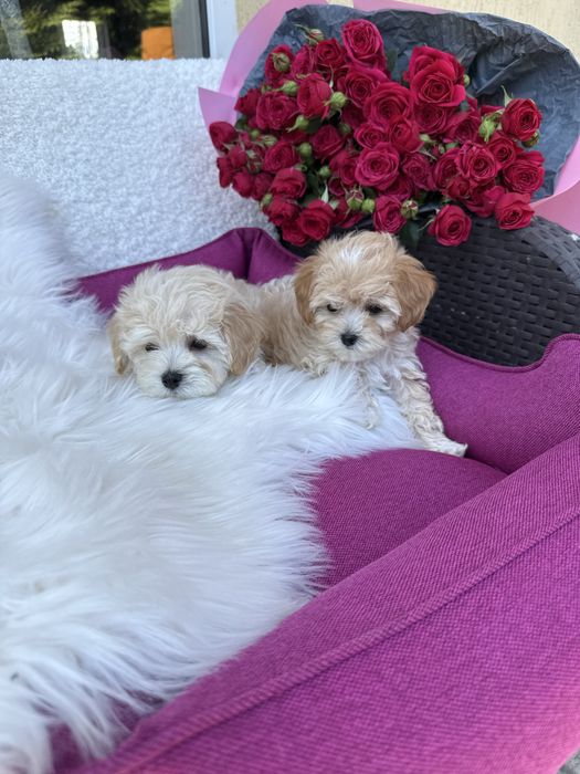 Маленькі милі мальтипу