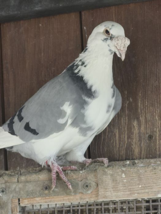 Gołebie Staropolskie