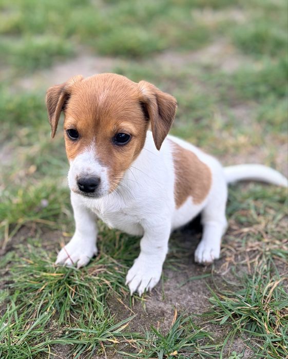 Jack Russell Terrier SUCZKA