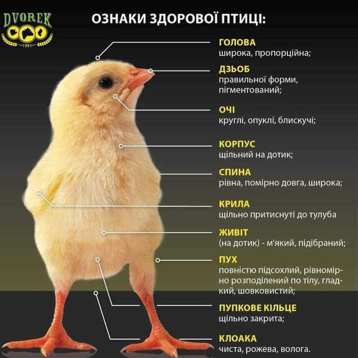 Пропонуємо добовий бройлер