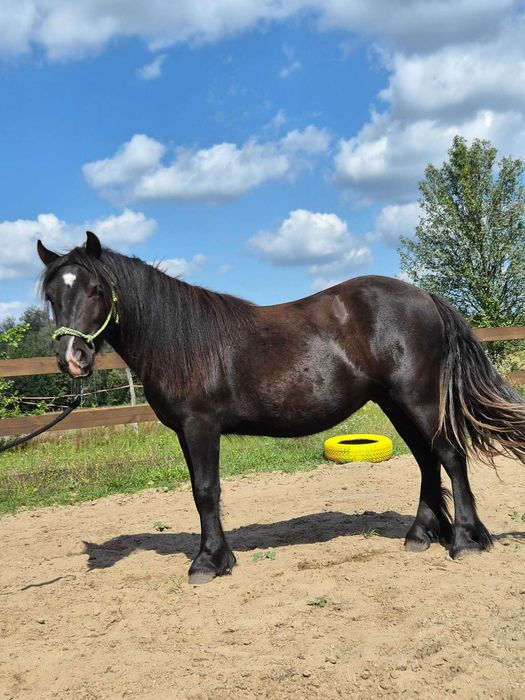 Sprzedam ogierka GRINGO mix kuc szetlandzki  / Irish Cob /Tinker