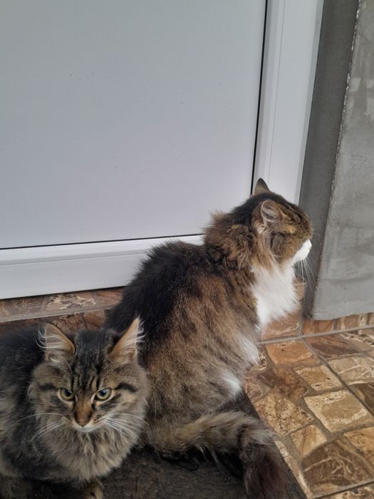 Віддам кошеня у добрі руки