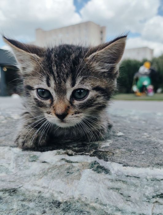 Кошеня хлопчик 2 місяці