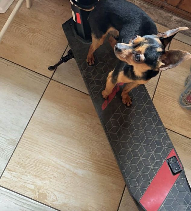 Oddam psa rasy pinczer miniaturowy