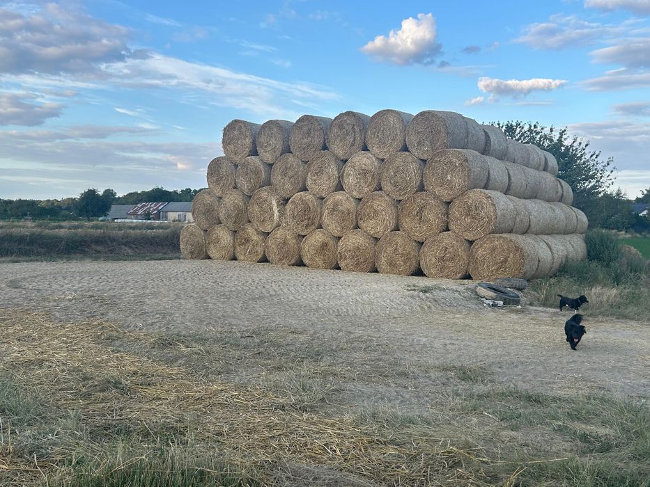 Sprzedam słomę pszenną – bele 125 cm