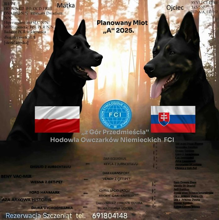 Owczarkek niemiecki użytkowy FCI