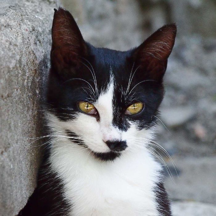 Скромная кошечка ищет дом