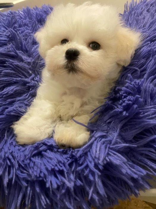 Bichon Maltes disponivel para alegrar uma familia