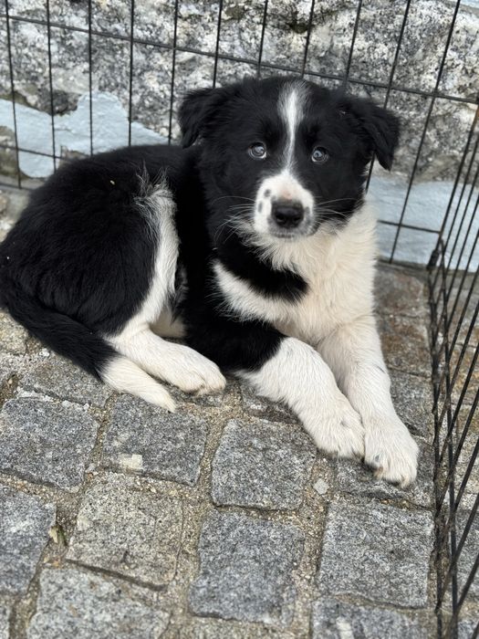 Border Collie TOP