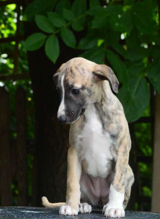 whippet - pręgowana suczka