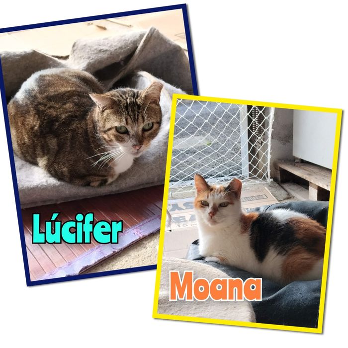 Gatos para adoção