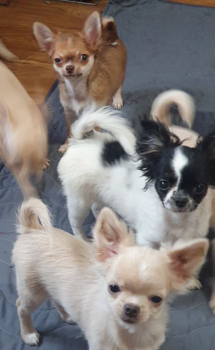 Щенки чихуахуа КСУ