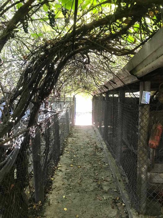 продам дом в Чугуевском районе