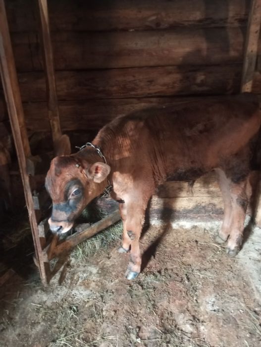 Продам бичка джерсей