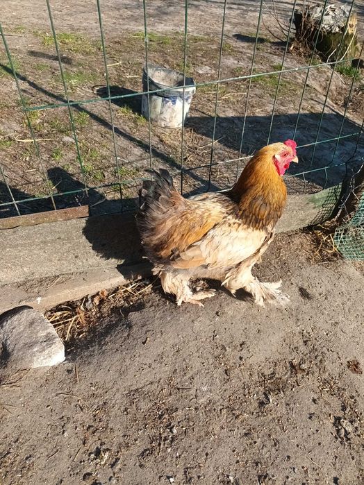 Kogut  Kochin olbrzymi