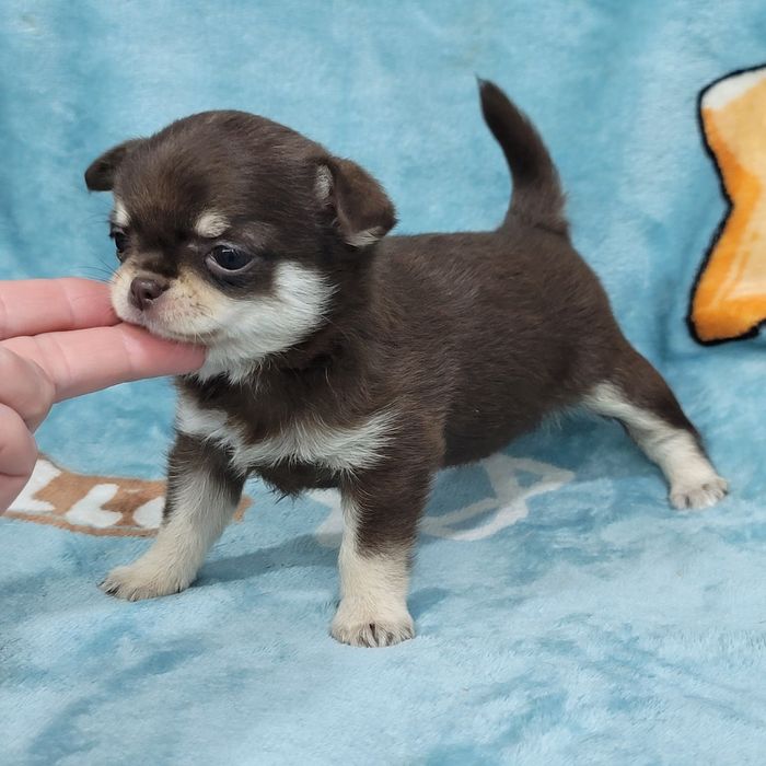 Дівчинка міні розміру