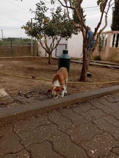 Olá boa noite veio por este meio a informar que este cachorro tá a dar