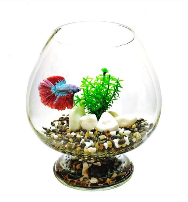 Акваріум бокал з рибкою | Акваріумний комплект на подарунок