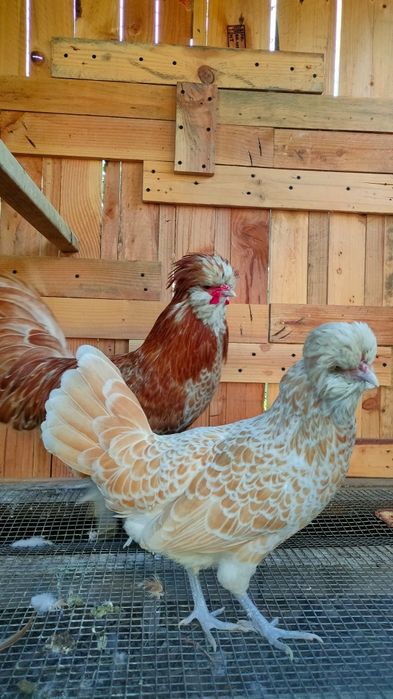 Ovos paduana camurça, Appenzeller, Pequim e Sultanas, sebright dourada