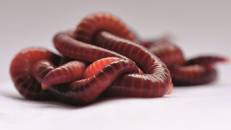 200szt Czerwone Robaki Kompostowe Dżdżownice Kalifornijskie