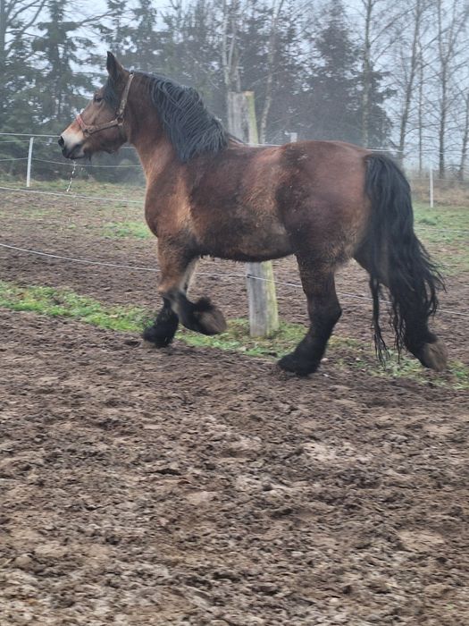 Klacz źrebna z licencją