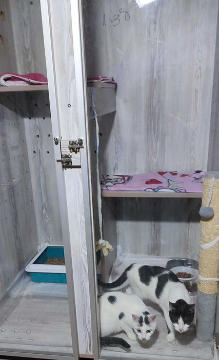 Тимчасова перетримка для котиків