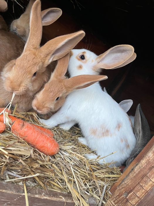 Króliki samce  do dalszej hodowli