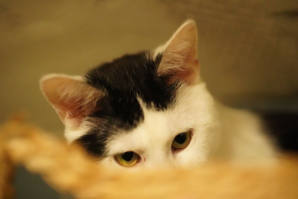 Cudowny Orzeszek do adopcji !