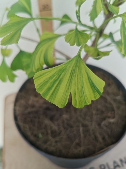 Ginkgo Biloba variegada 
.
Planta ornamental de jardim
.
±50/60 cms
