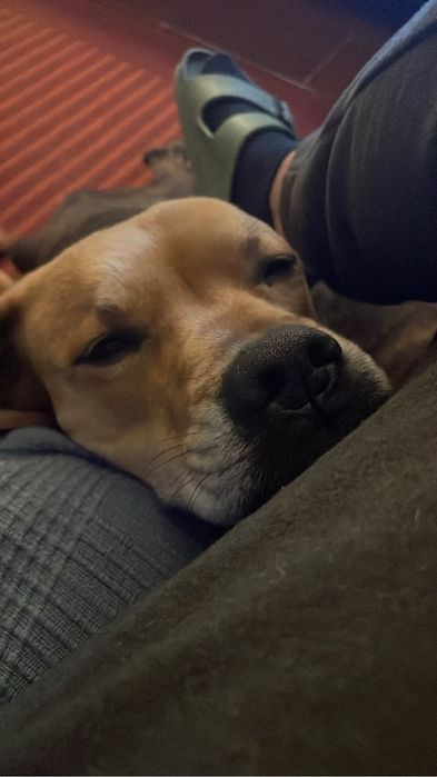 Adoção responsavel