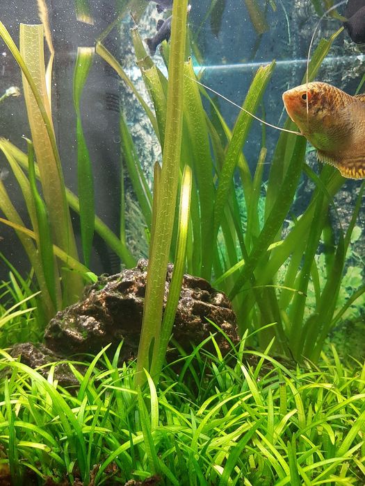 Planta Vallisneria Nana