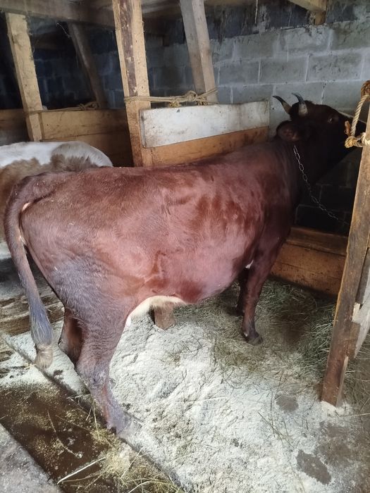 Продам молоду корову калинка