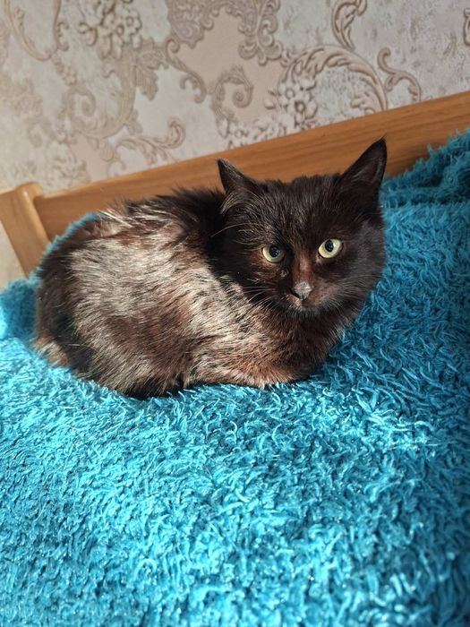 Отдам котёнка-девочку