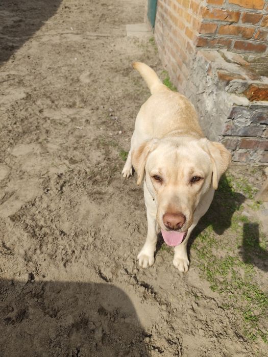 Лабрадор ретривер КСУ