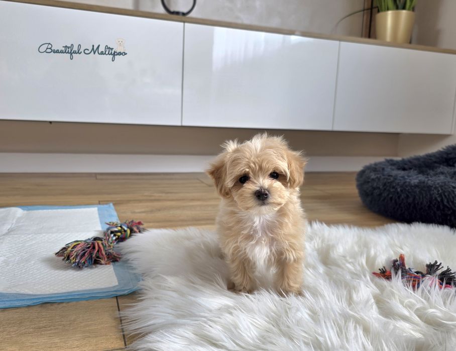 Rafi  piesek Maltipoo F1